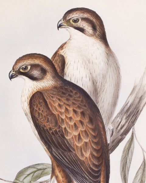 Gould, John: Birds of Europe