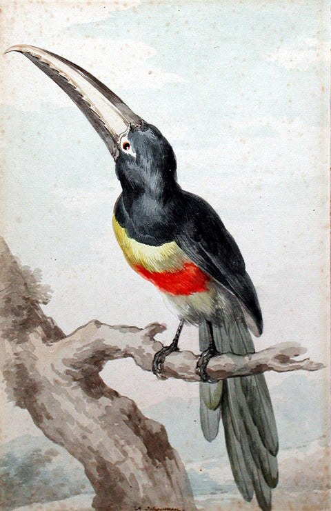 Ornithological Originals