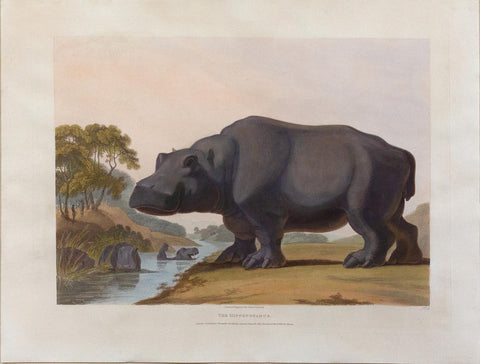 Samuel Daniell. The Hippopotamus. 1805.
