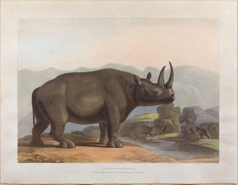 Samuel Daniell. The African Rhinoceros. 1805.