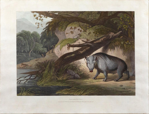 Samuel Daniell. The African Hog. 1805.