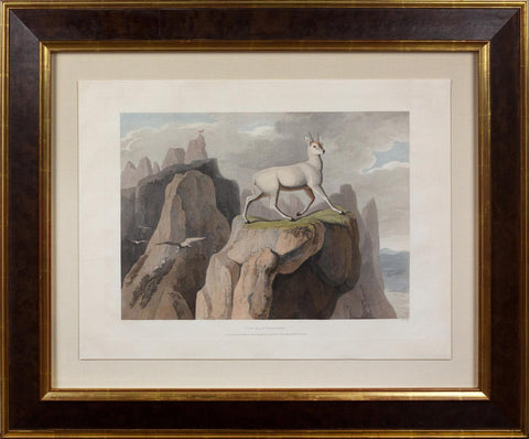 Samuel Daniell. The Klip Springer. 1805