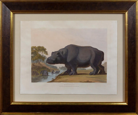 Samuel Daniell. The Hippopotamus. 1805.