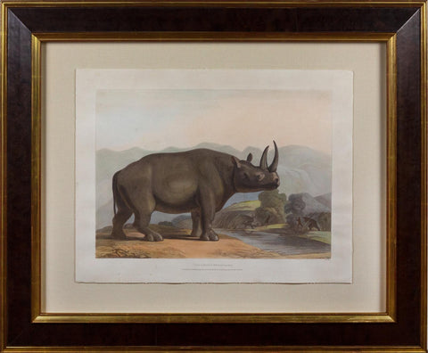 Samuel Daniell. The African Rhinoceros. 1805.