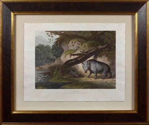 Samuel Daniell. The African Hog. 1805.