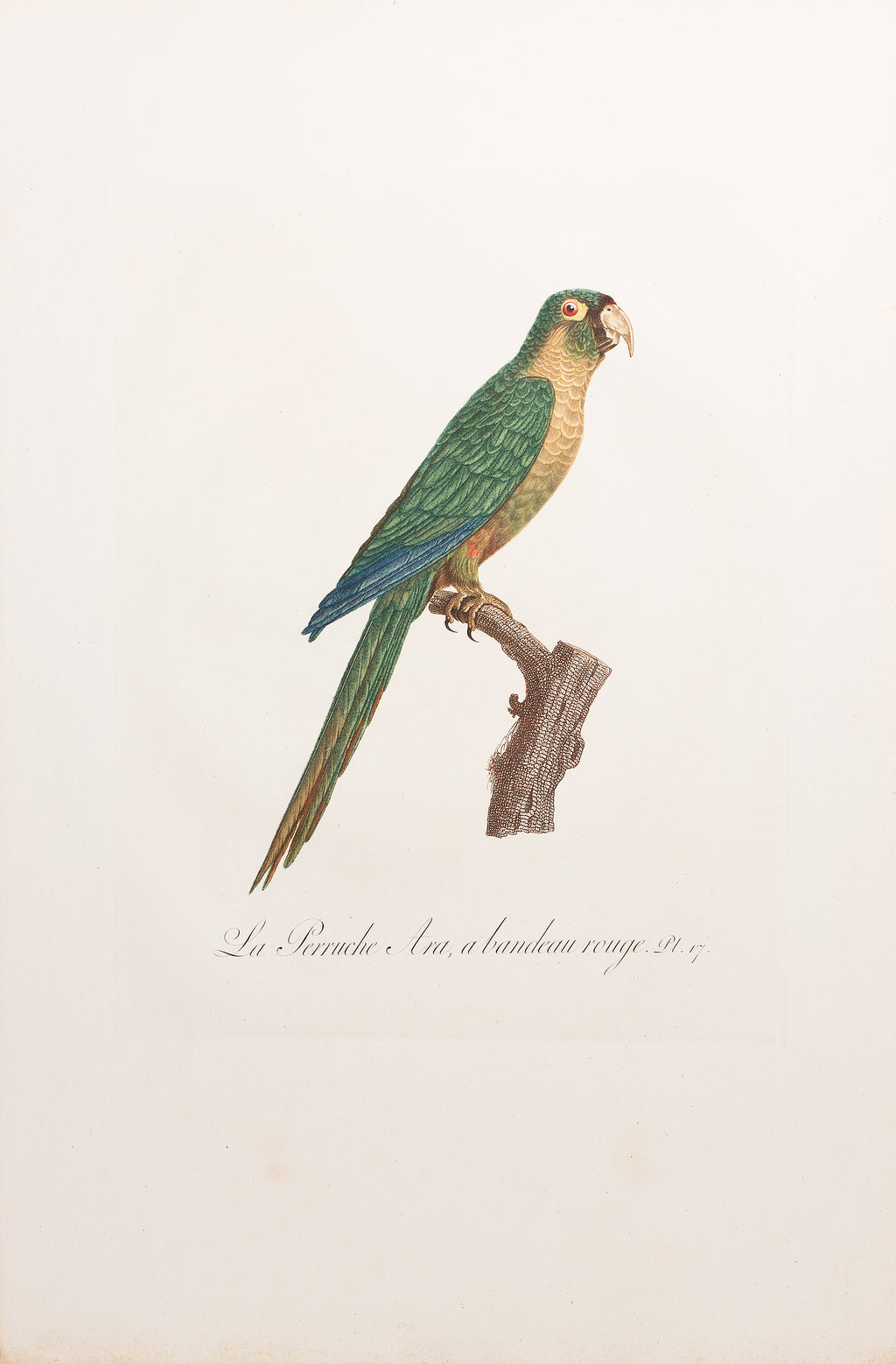 perruche rouge et bleue