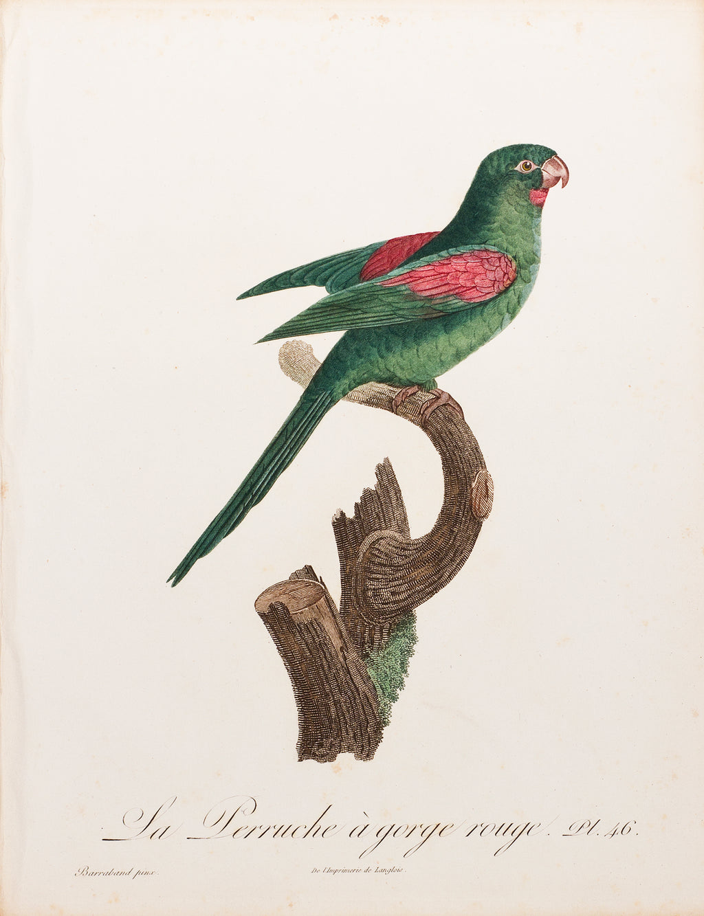 perruche rouge et bleue