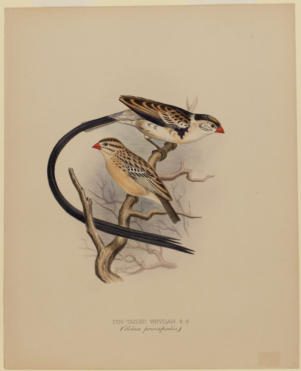 PinTailedWhydah Arader Galleries