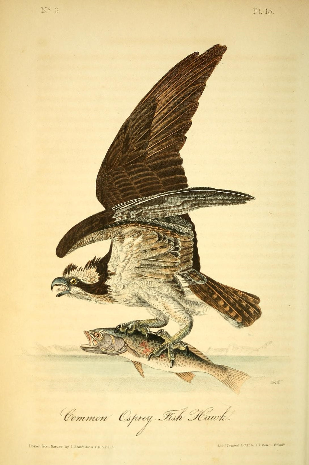 Common Osprey - Fish Hawk – Arader Galleries