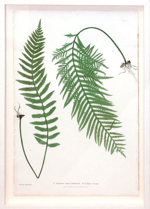 1. Polypodium Vulgare Semilacerum 2. P. Vulgare Serratum