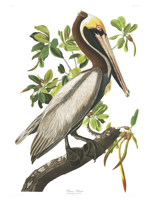 Audubon's Birds of America: Framed Fine Art Prints