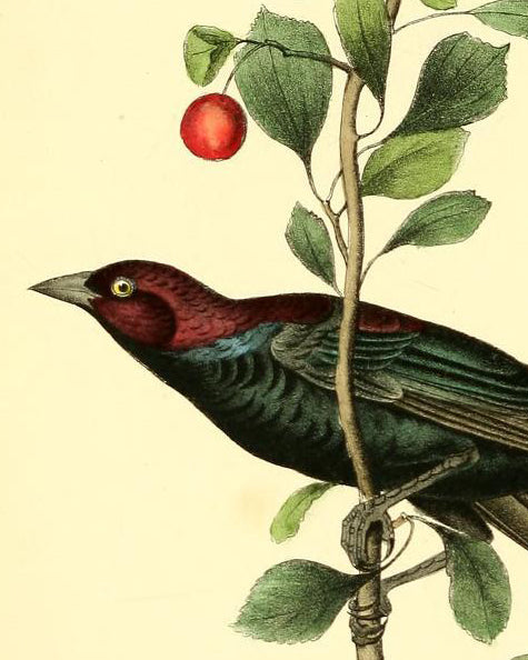 Audubon, John James (Octavo Edition-Birds)