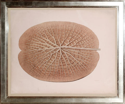 Sharp and Fisk. Victoria Regia. 1854.