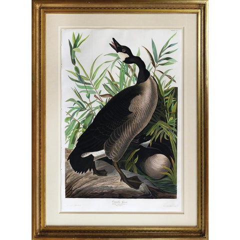 John James Audubon. Canada Goose. 1827.