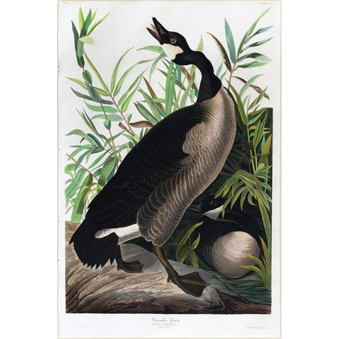 John James Audubon. Canada Goose. 1827.