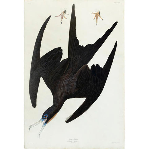 John James Audubon. Frigate Pelican. 1827.