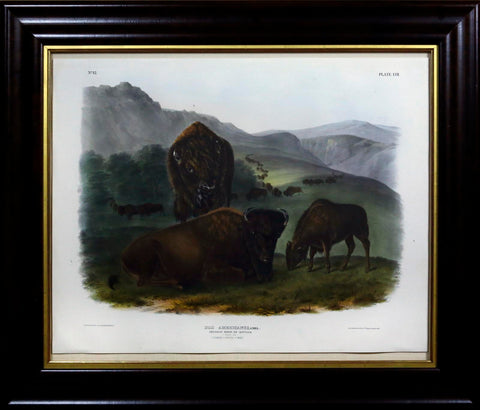 John James Audubon. Buffalo, Female with young. 1845.