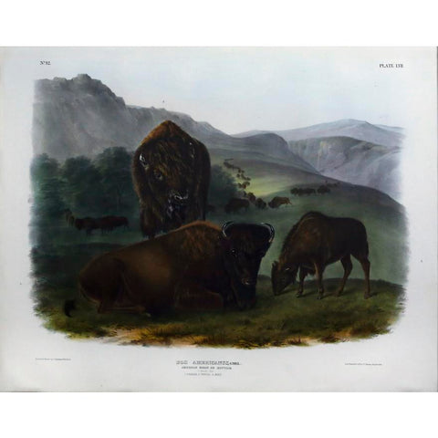 John James Audubon. Buffalo, Female with young. 1845.