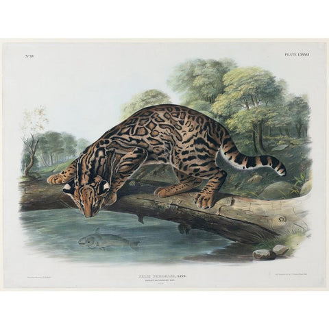 John James Audubon, The Quadrupeds of North America, Folio Edition