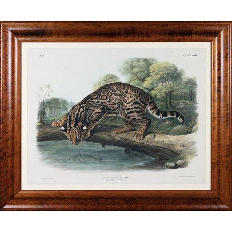 John James Audubon. Ocelot. 1845.