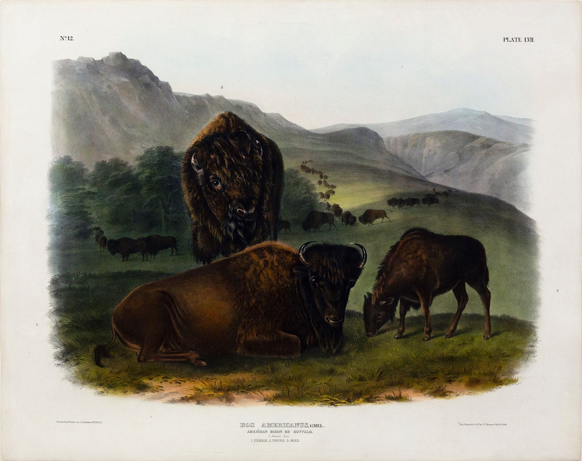 John James Audubon. Buffalo, Female with young. 1845.