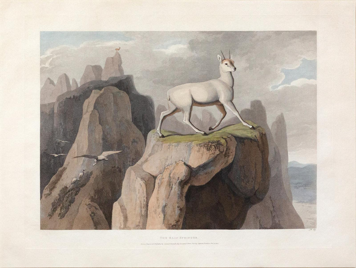 Natural History Watercolors