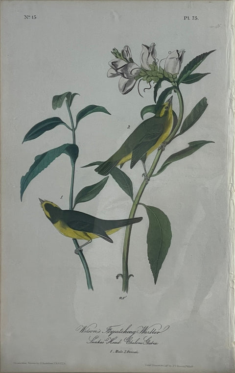 John James Audubon. Wilson's Flycatching Warbler. 1842 Octavo Edition.