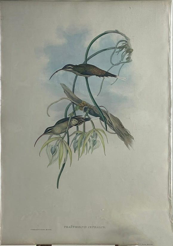 John Gould. Phaethornis Cephalus. 1849-61.