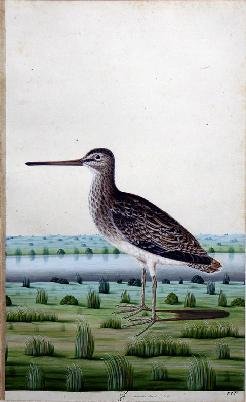 Indian, Lucknow School. Common Snipe. 1775