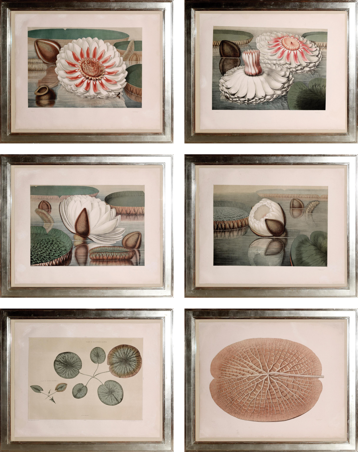 Botanicals
