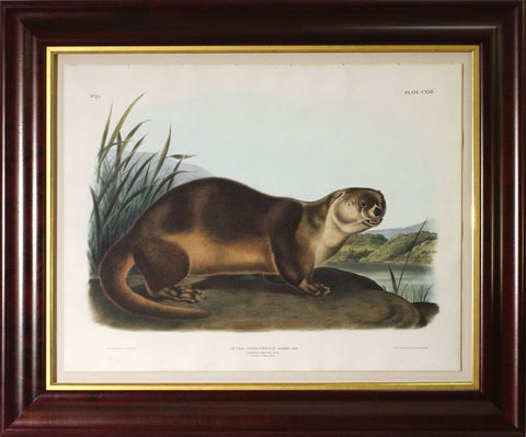 Canada Otter (male)