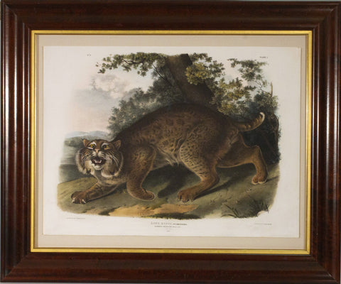 Common American Wildcat