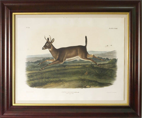 Long-Tailed Deer