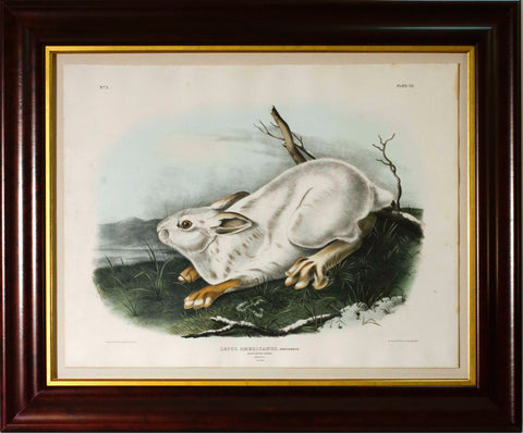 Northern Hare (Winter)