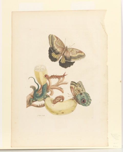 Banana with Tuecer Giant Owl Butterfly and Rainbow Whiptail