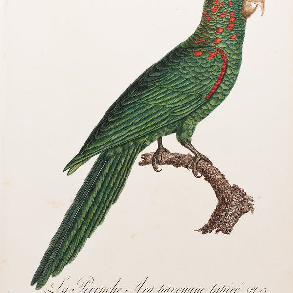 perruche rouge et bleue