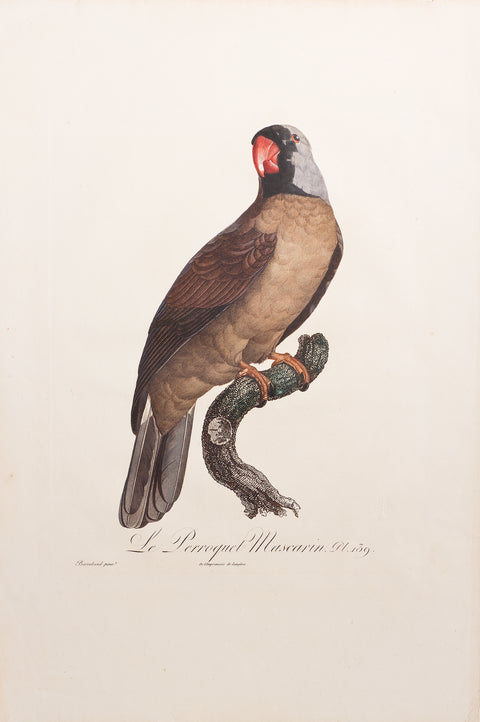 Le Perroquet Mascarin Pt. 139