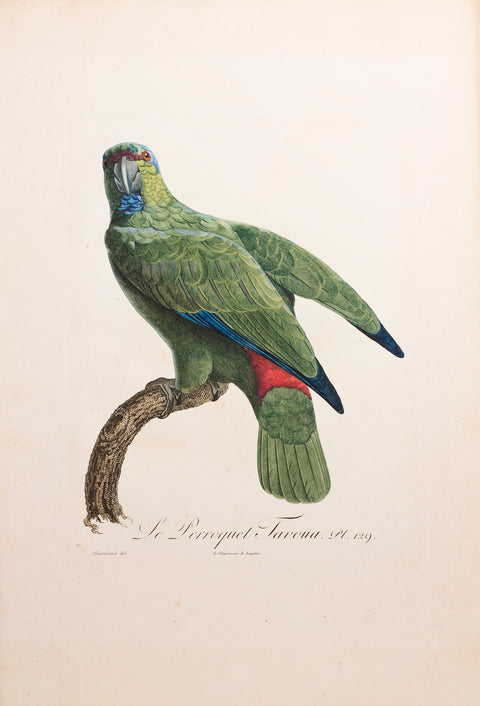 Le Perroquet Tavoua Pt. 129