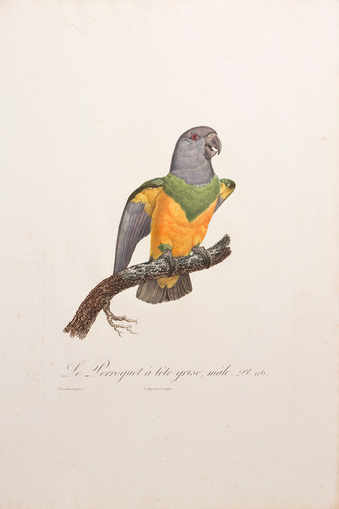 Le Perroquet a tete grise, male Pt. 116