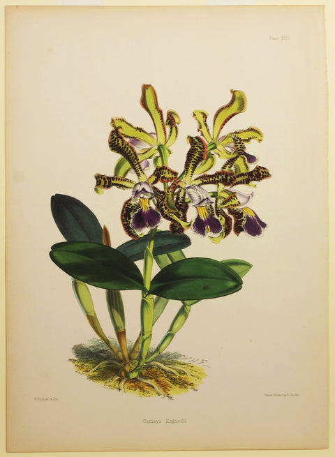 Cattleya Regnelli