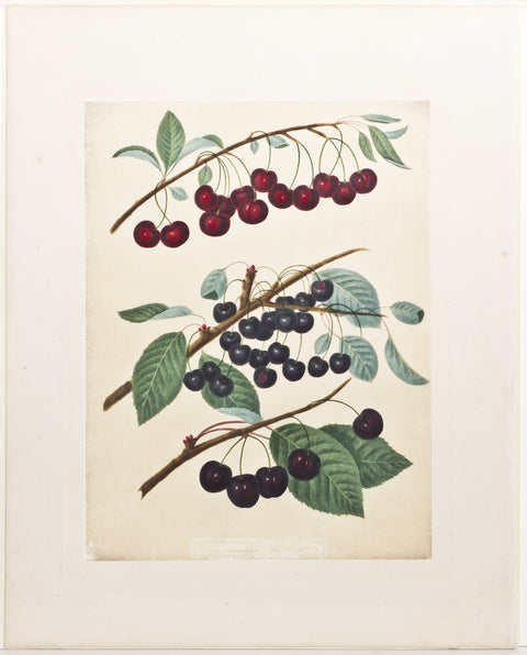 Matted-Cherries