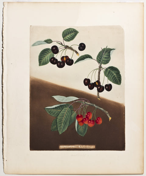 Matted-Cherries