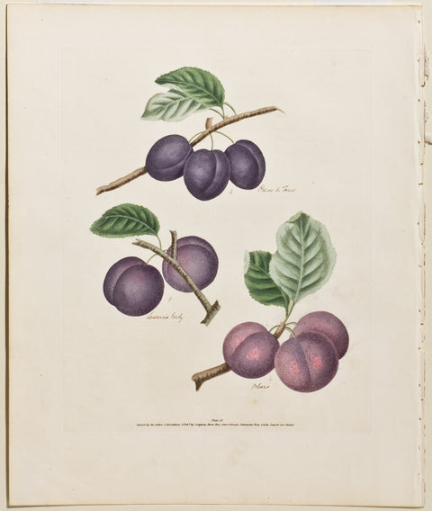 Matted-Plums