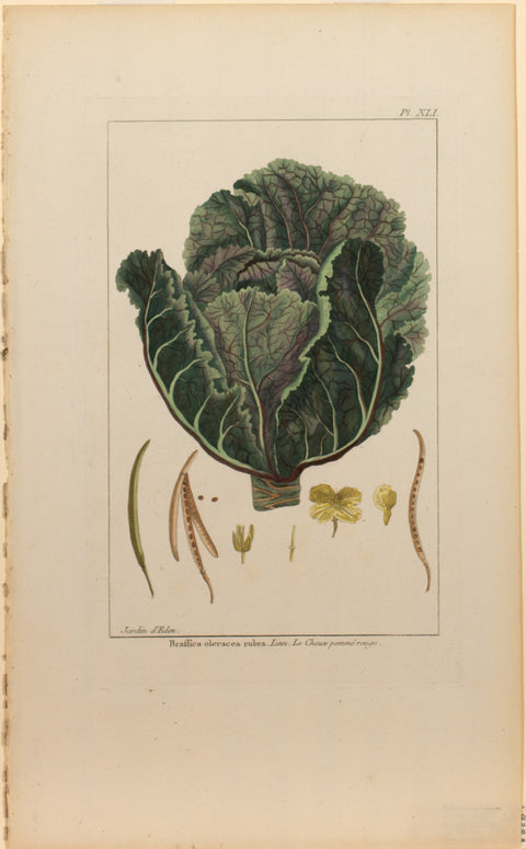 Braffica oleracea rubra