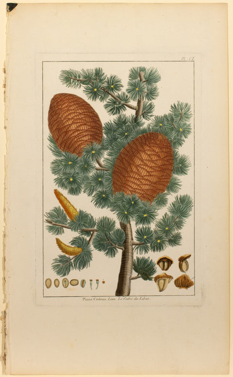 Pinus Cedrus