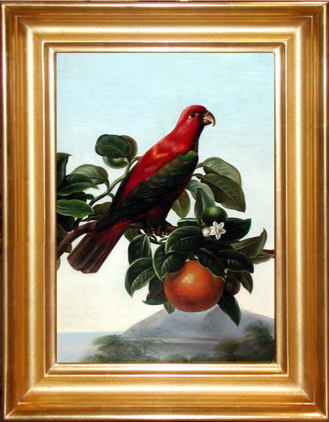 I. F. Beck "A Chattering Lory Sitting on a Branch of an Orange Tree"