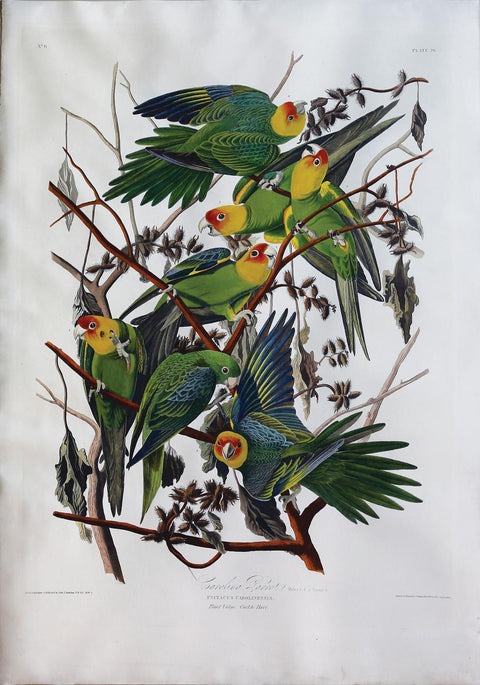 John James Audubon. Carolina Parrot, Plate 26.