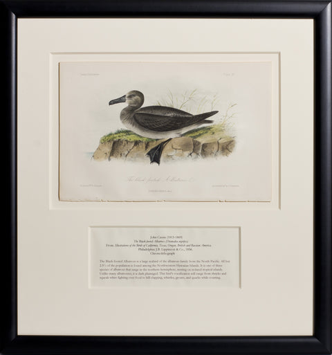 The Black-footed Albatross