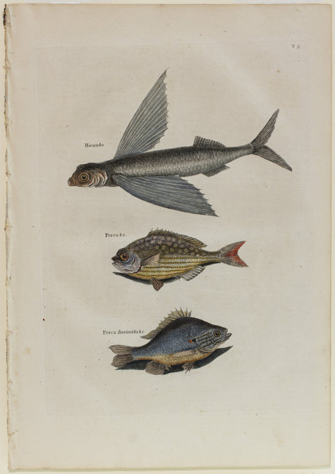 Matted-Flying Fish