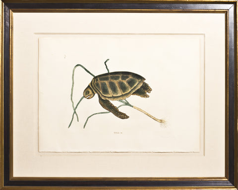 Framed-The Green Turtle